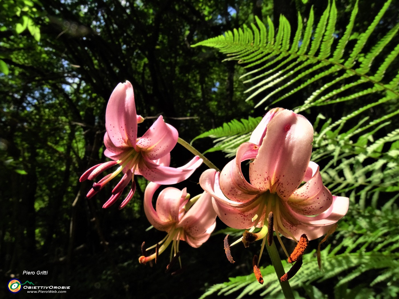 02 Lilium martagon (Giglio martagone).JPG